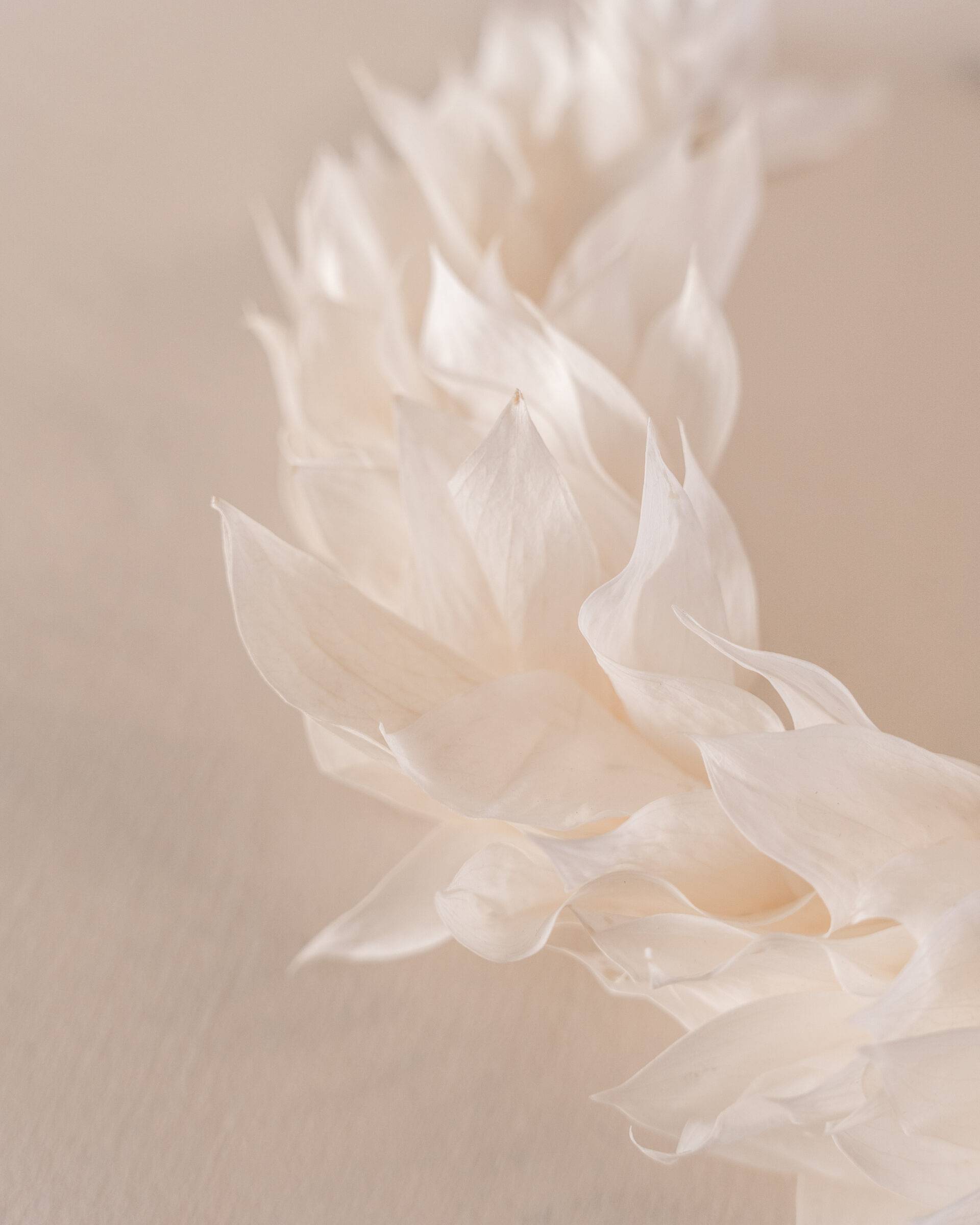 couronne de tête blanche fleurs séchées mariage