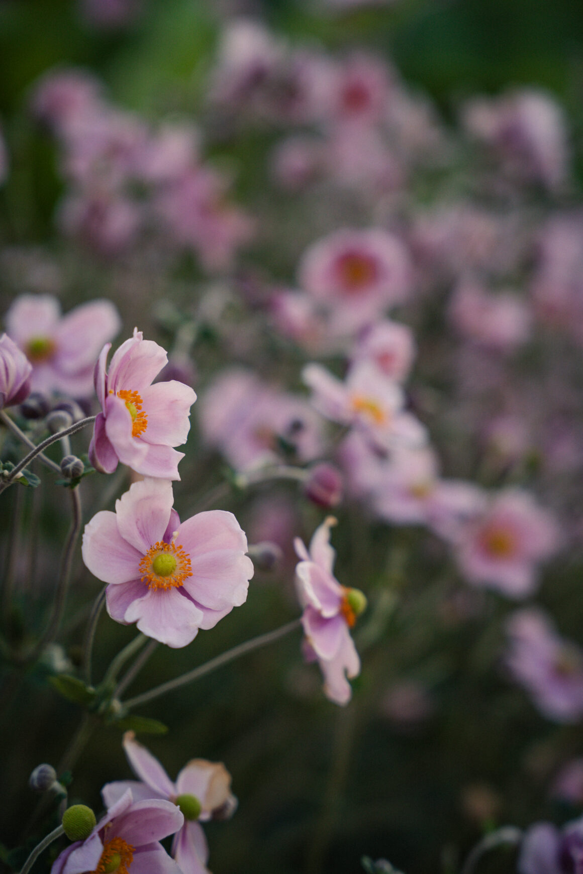 Anémones du Japon aux fleurs roses et au cœur jaune, photographiées dans les jardins du Domaine de Lavernelle.