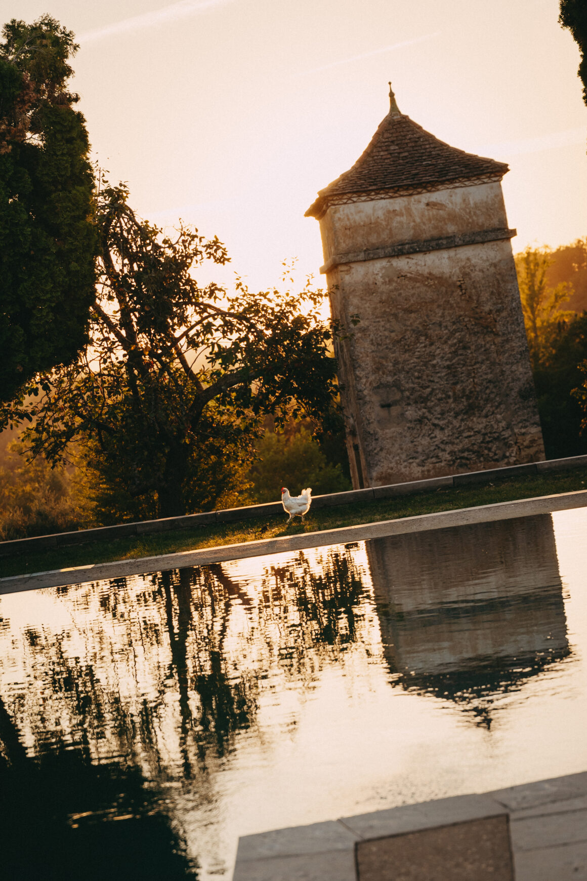 Pigeonnier ancien en pierre et poule blanche au bord de la piscine du Domaine de Lavernelle, dans la lumière du soir.