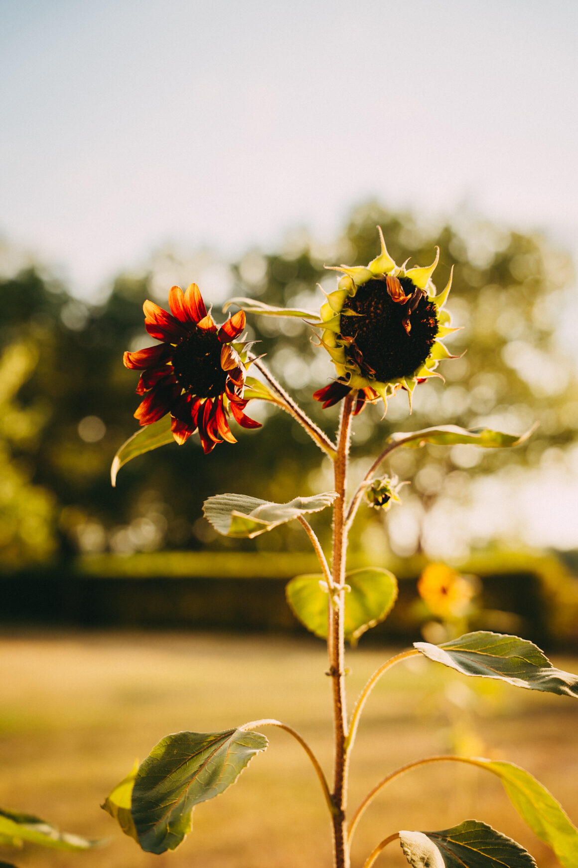 Tournesols éclairés par la lumière dorée dans le jardin du Château Larteau.